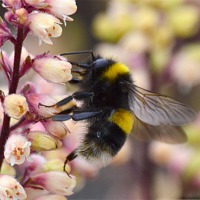 Buy canvas prints of Bumble Bee Collecting Pollen by Wayne Usher
