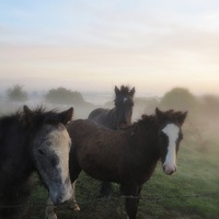 Buy canvas prints of Morning Misty Horses by Colin Richards