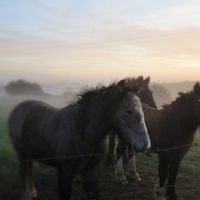 Buy canvas prints of Morning Misty Horses 2 by Colin Richards