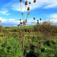 Buy canvas prints of Thistle in the Wind by Colin Richards