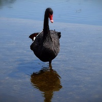 Buy canvas prints of  Black Swan Lake by Colin Richards