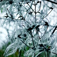 Buy canvas prints of Natures Winter feathers by Colin Richards