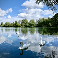 Buy canvas prints of Swan Lake  by Colin Richards