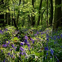 Buy canvas prints of Bluebell by Colin Richards