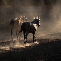 Buy canvas prints of Horses returning home by Maria 