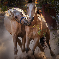 Buy canvas prints of horseplay by Maria 