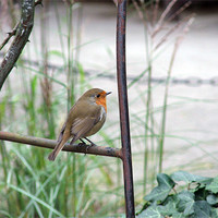 Buy canvas prints of Robin Pose by Susan Mundell