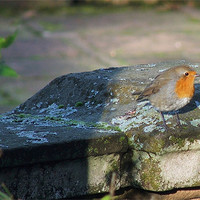 Buy canvas prints of Robin by Susan Mundell