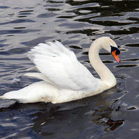 Buy canvas prints of Swan Song by Susan Mundell