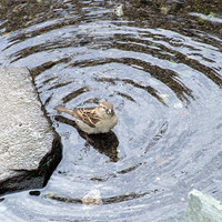 Buy canvas prints of Bird Bath by Susan Mundell