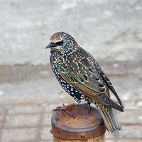 Buy canvas prints of Starling by Susan Mundell