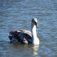 Buy canvas prints of Cygnet Solo by Susan Mundell