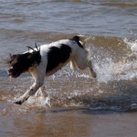 Buy canvas prints of Doggy Paddle by Susan Mundell