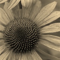 Buy canvas prints of Natural Daisy in Sepia by Emma Vernel