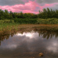 Buy canvas prints of pond of life by Robert Bennett