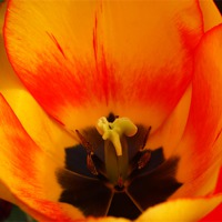 Buy canvas prints of tulip by Robert Bennett