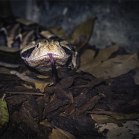 Buy canvas prints of gabon viper by Robert Bennett