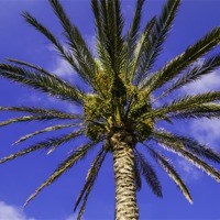 Buy canvas prints of palm tree by Robert Bennett