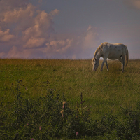 Buy canvas prints of horse grazing by Robert Bennett