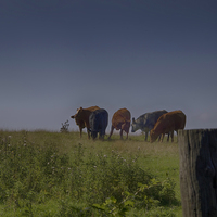 Buy canvas prints of cows in a feild by Robert Bennett