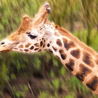Buy canvas prints of giraffe close up by Robert Bennett