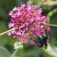Buy canvas prints of Bee pretty in pink by Gemma Shipley