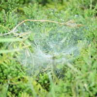 Buy canvas prints of Morning dew on the spiders web by Gemma Shipley