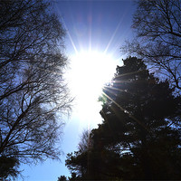 Buy canvas prints of Sun through the trees by Gemma Shipley