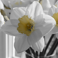 Buy canvas prints of Daffodils in the gray by Gemma Shipley