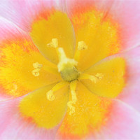 Buy canvas prints of Vibrant Flower by Gemma Shipley