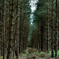 Buy canvas prints of If you go down to the woods today by Gemma Shipley
