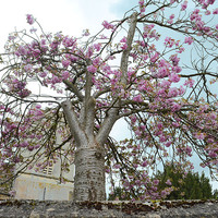 Buy canvas prints of Blossom Tree by Gemma Shipley