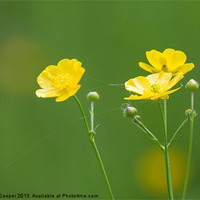 Buy canvas prints of Buttercups in the Meadow by Wendy Cooper
