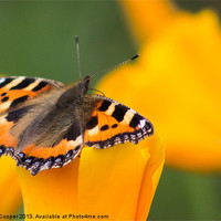 Buy canvas prints of Tortoiseshell Butterfly on orange blooms by Wendy Cooper