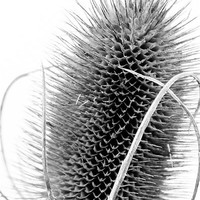 Buy canvas prints of Teasel Study by Wendy Cooper