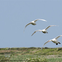 Buy canvas prints of Swans : Arriving now! by Wendy Cooper