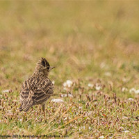 Buy canvas prints of Skylark : Pause Before Song by Wendy Cooper
