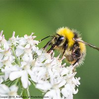 Buy canvas prints of Busy Bee by Wendy Cooper