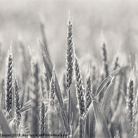 Buy canvas prints of Ears of Wheat by Wendy Cooper