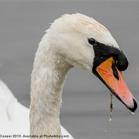 Buy canvas prints of Swan : Have you got my best side? by Wendy Cooper