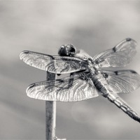 Buy canvas prints of Monochrome Four Spot Chaser Dragonfly by Wendy Cooper