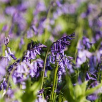 Buy canvas prints of Bluebells, vibrant in Spring Sunshine by Wendy Cooper