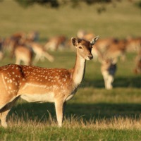 Buy canvas prints of Fallow Deer at Holkham Hall by Wendy Cooper