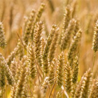 Buy canvas prints of Golden Ears of Ripening Wheat by Wendy Cooper