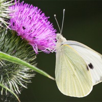 Buy canvas prints of White Butterfly Feeding by Wendy Cooper