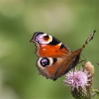 Buy canvas prints of Peacock Butterfly on Thistles by Wendy Cooper