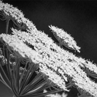Buy canvas prints of Cow Parsley, monochrome study by Wendy Cooper