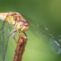 Buy canvas prints of Dragonfly : Up close and personal by Wendy Cooper