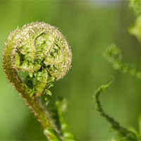 Buy canvas prints of Fresh Green Unfurling Fronds by Wendy Cooper
