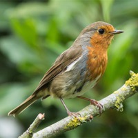 Buy canvas prints of Resident Robin by Wendy Cooper